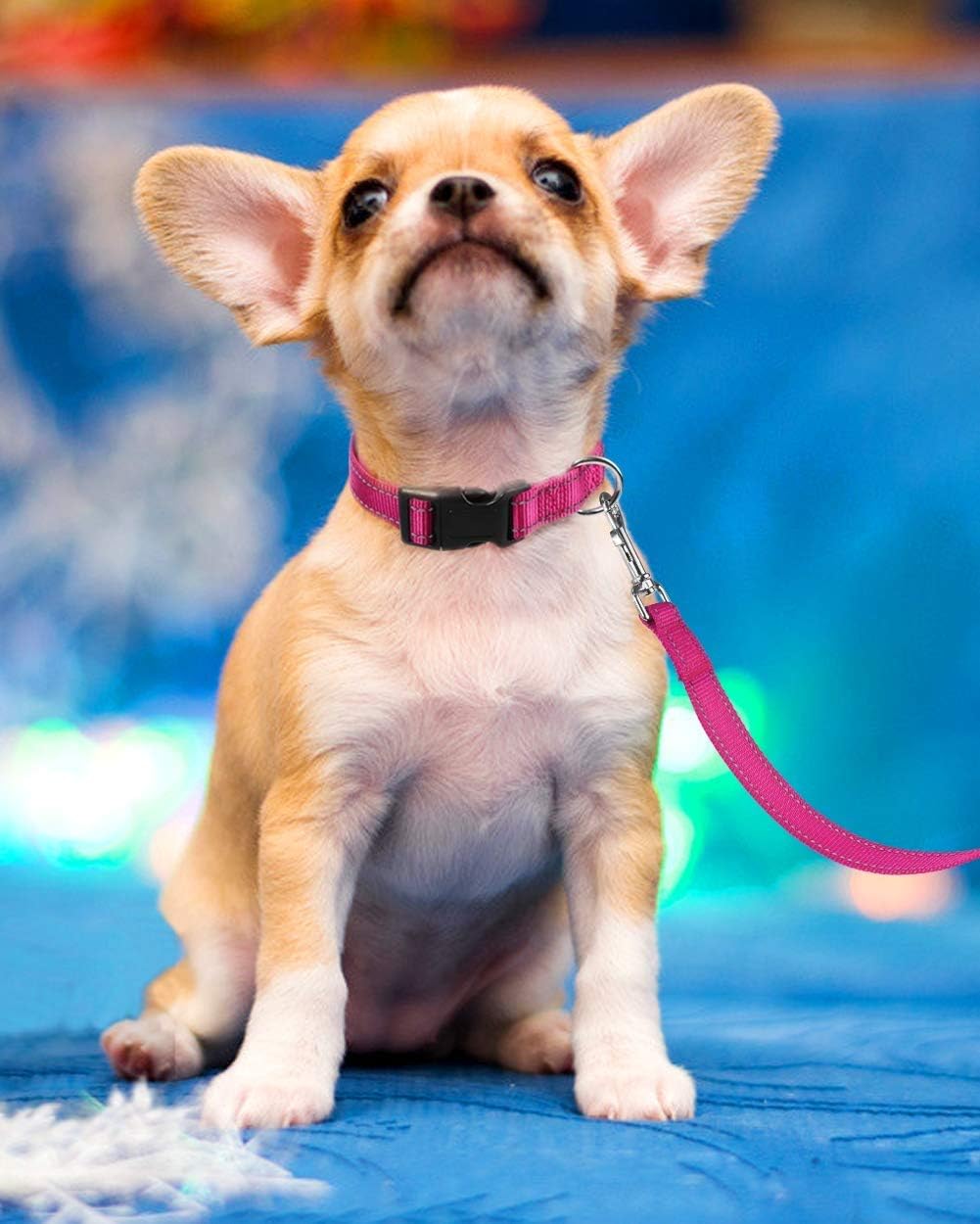 Pink Reflective Dog Safety Collar | Adjustable Nylon Buckle | Small Dogs | Size S
