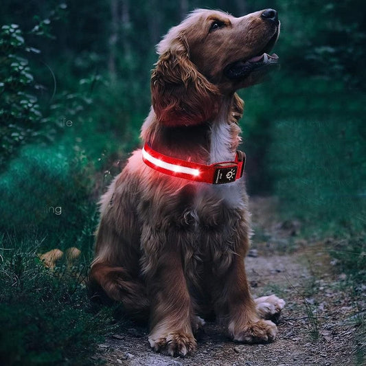 Luminous LED Pet Dog Collar Light-up USB Rechargeable Dog Collar Red