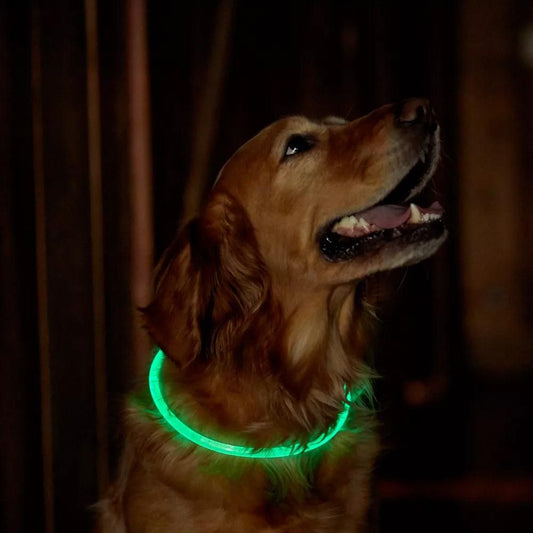 Light-Up Pet Dog Collars USB Rechargeable Pet Collar Adjustable Size | Green (2)
